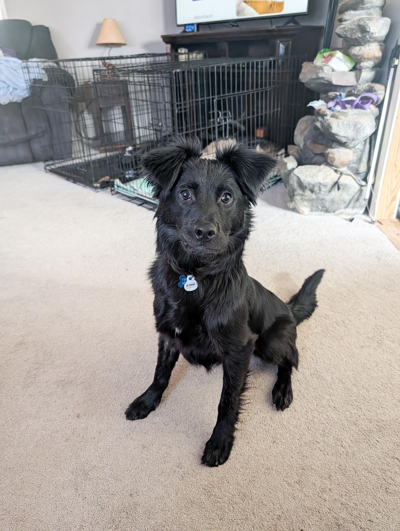 Enlarge Wolfie, a ADOPTABLE mixed breed in Broomfield, CO image 6/6