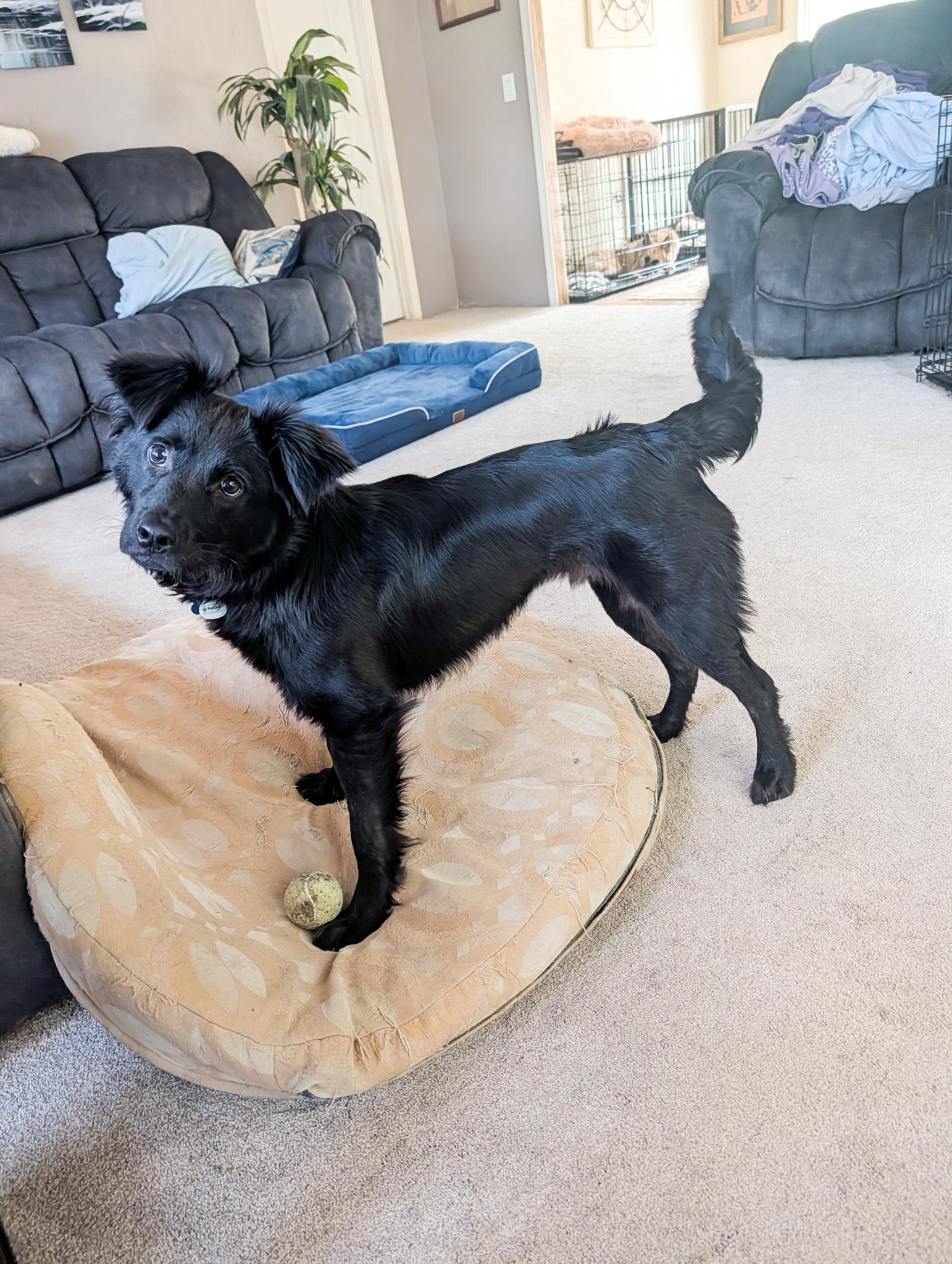 Enlarge Wolfie, a ADOPTABLE mixed breed in Broomfield, CO image 4/6