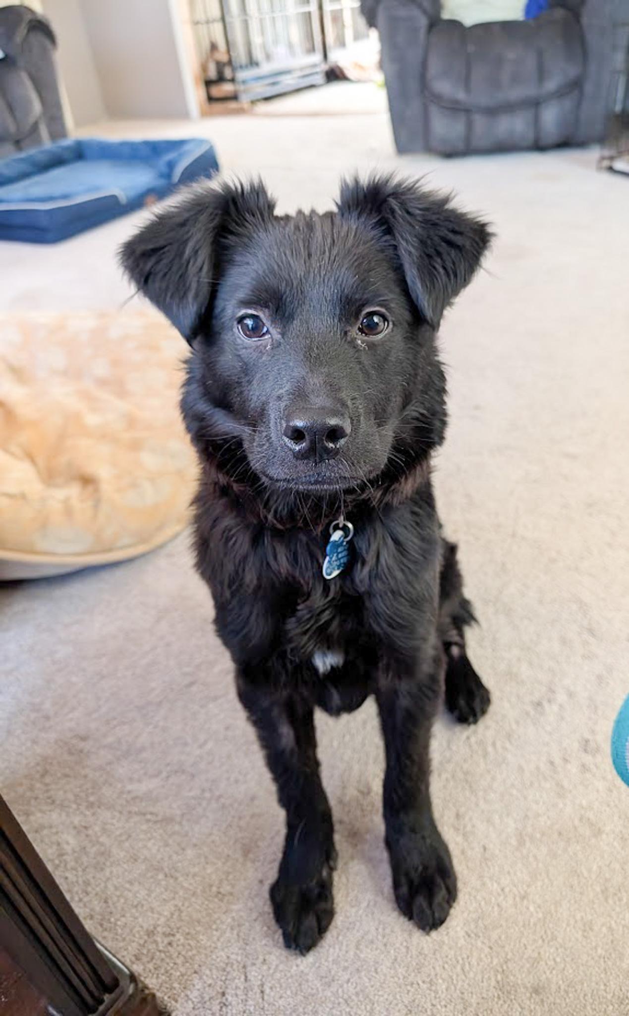 Enlarge Wolfie, a ADOPTABLE mixed breed in Broomfield, CO image 5/6