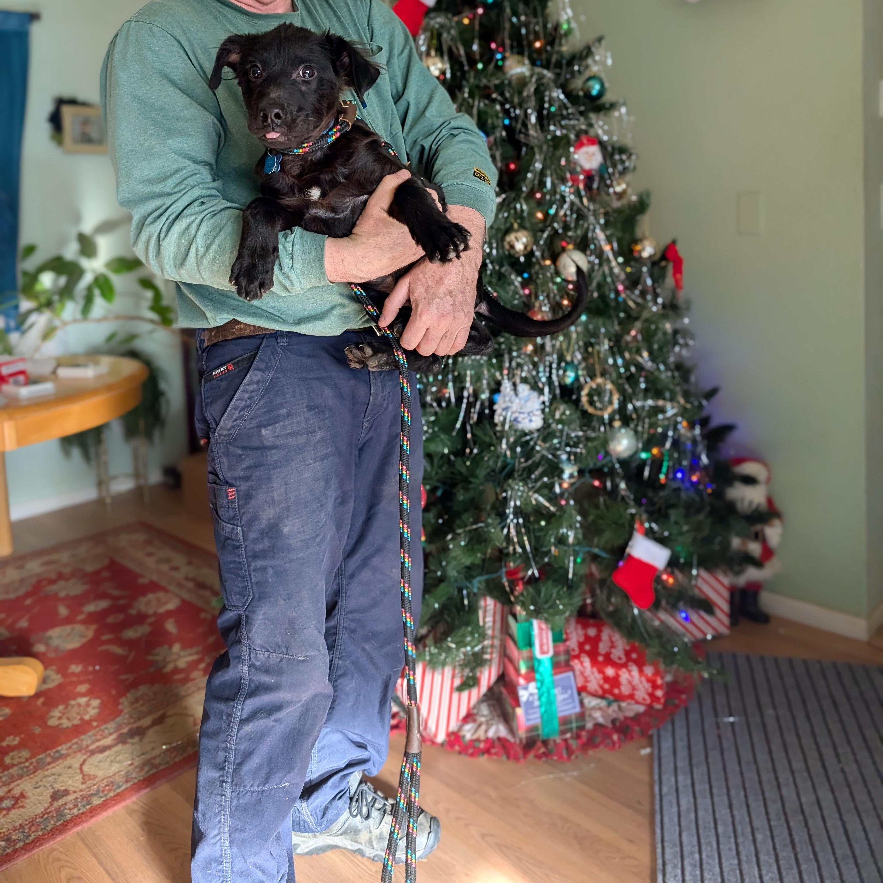 Enlarge Wolfie, a ADOPTABLE Labrador Retriever in Broomfield, CO image 5/6