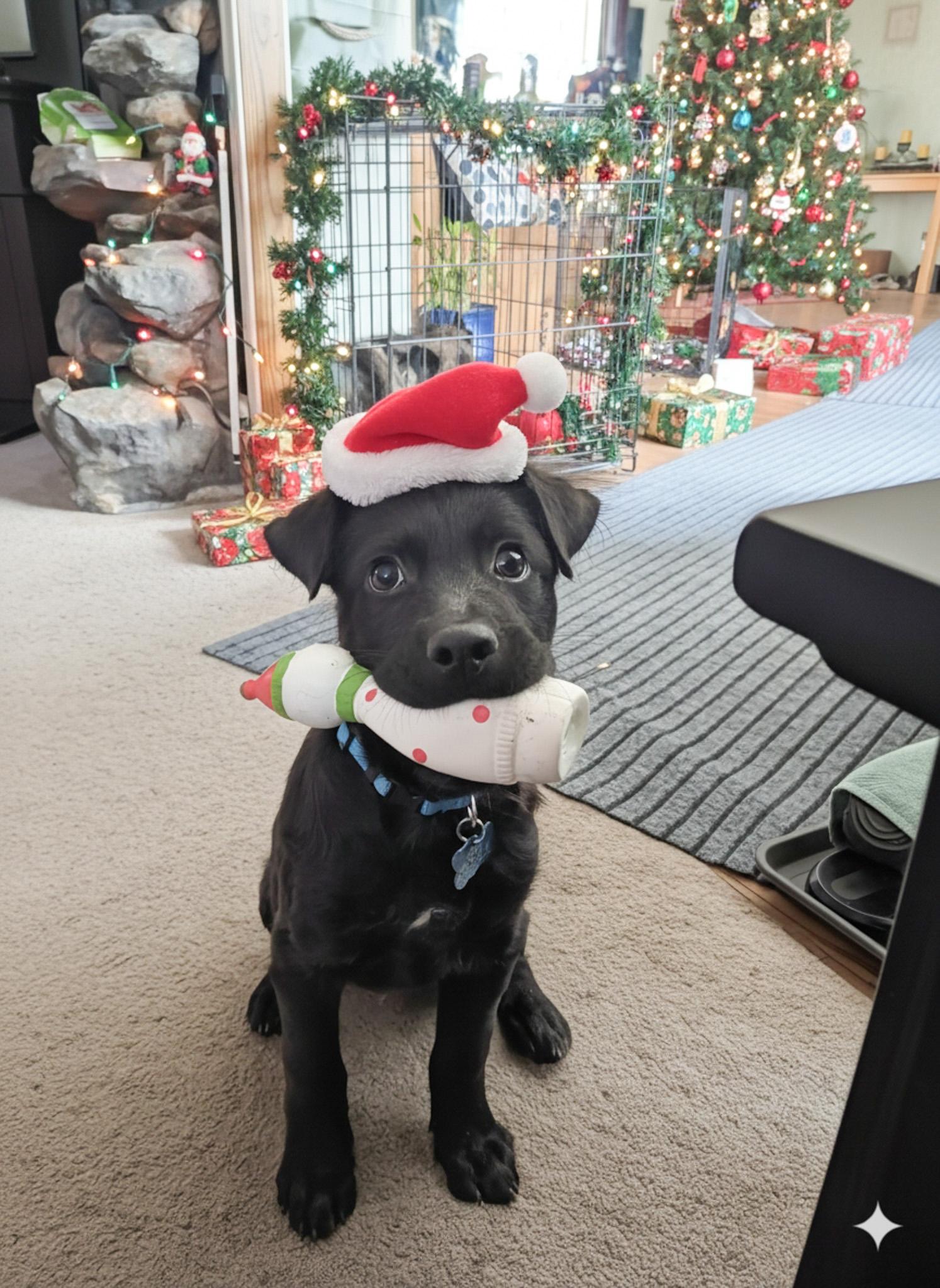 Enlarge Wolfie, a ADOPTABLE Labrador Retriever in Broomfield, CO image 4/6