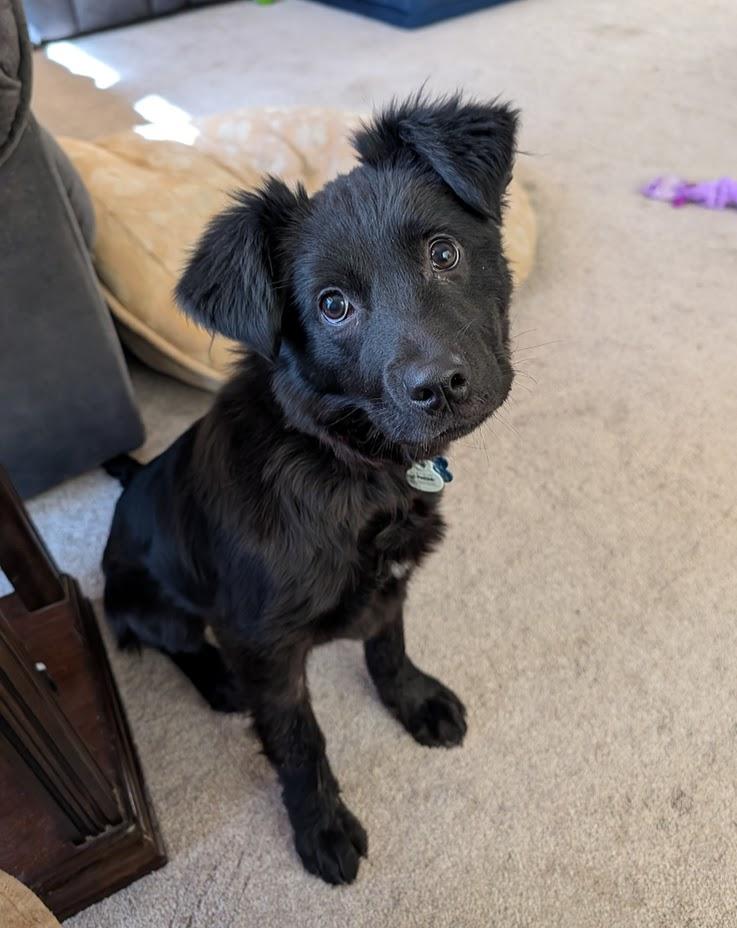 Enlarge Wolfie, a ADOPTABLE mixed breed in Broomfield, CO image 2/6