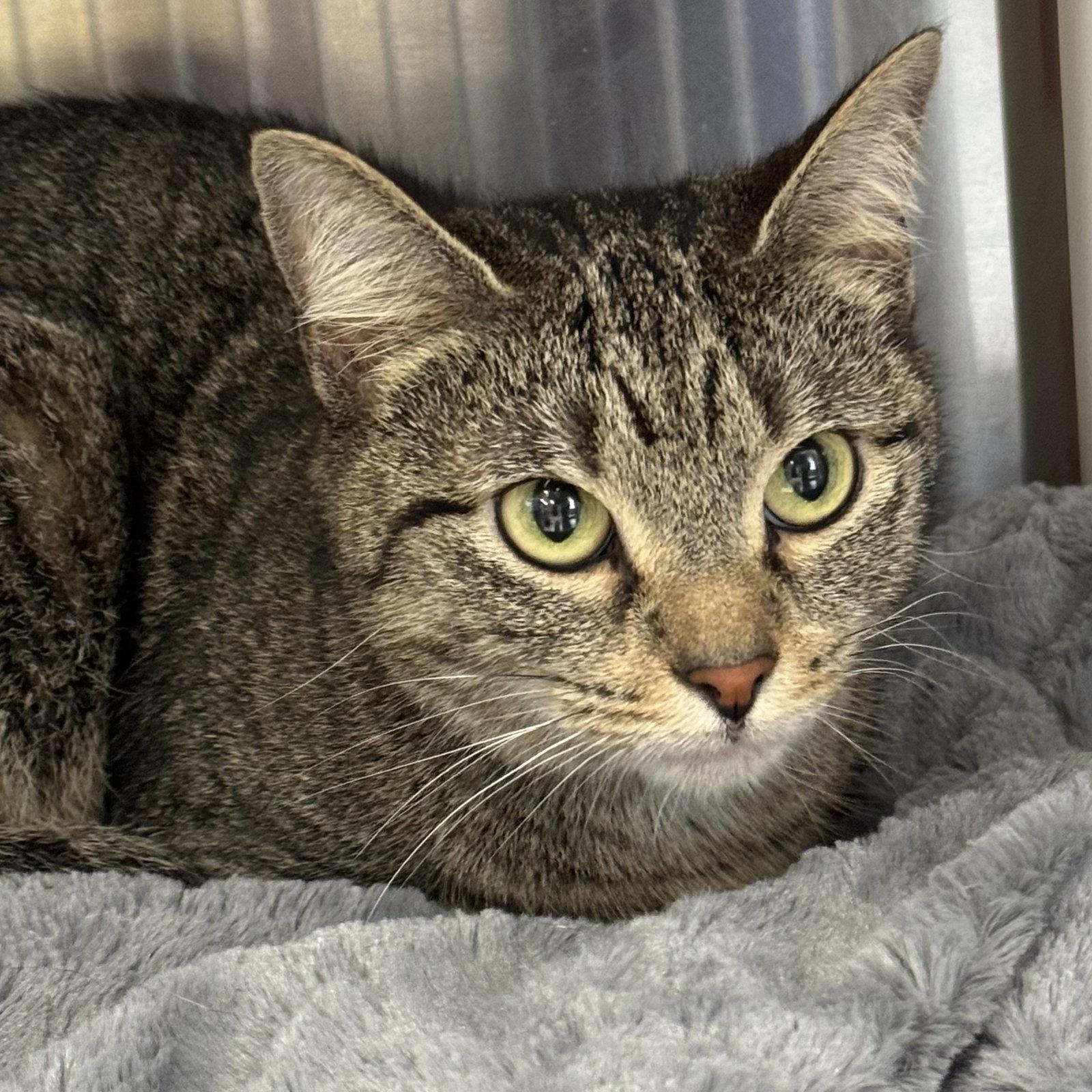 Enlarge Tigress, a Adoptable Domestic Short Hair in Winchendon, MA image 1/2