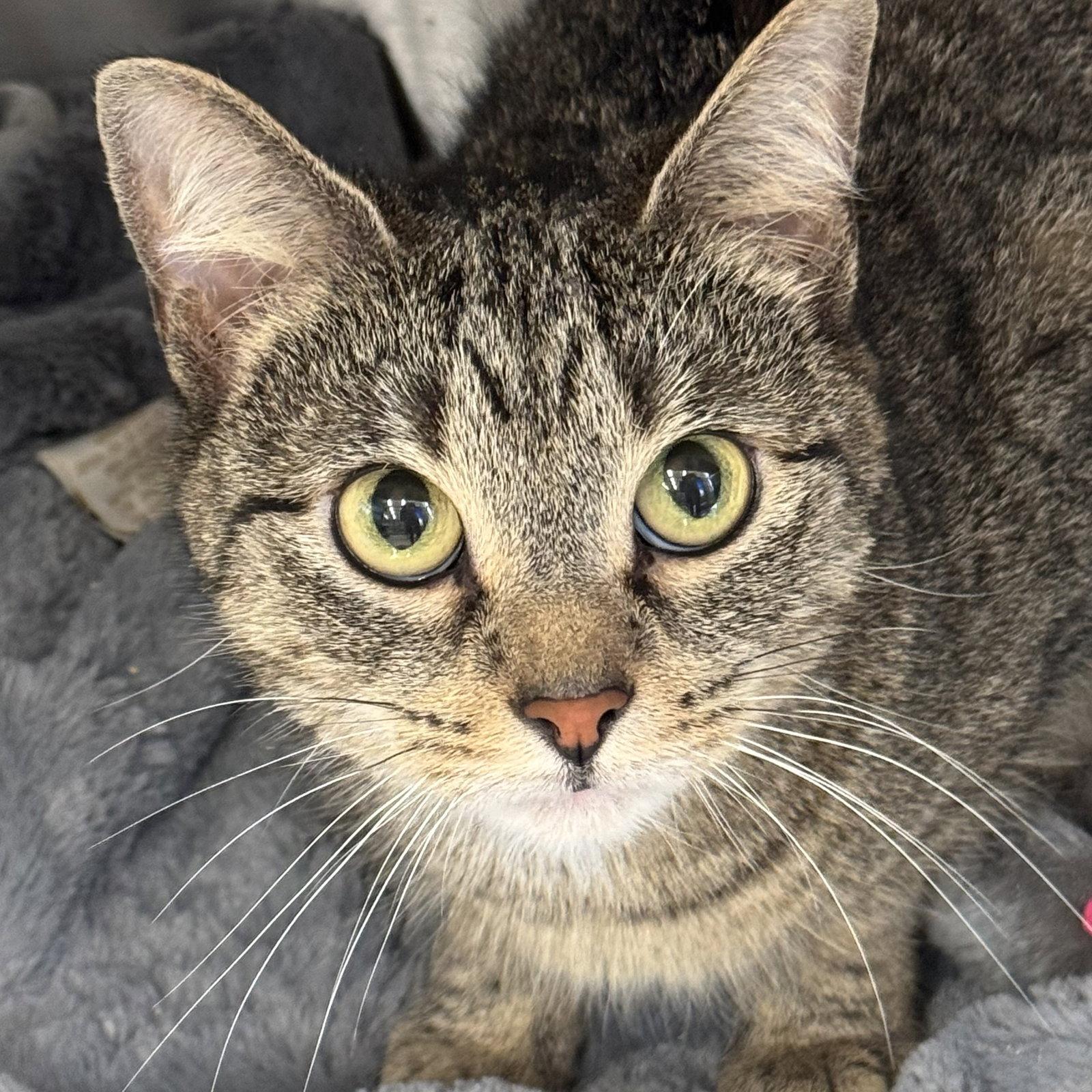 Enlarge Tigress, a Adoptable Domestic Short Hair in Winchendon, MA image 2/2