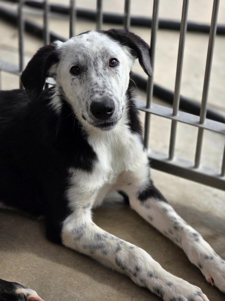 Enlarge Velma, a Adoptable mixed breed in Carthage, MO image 1/3