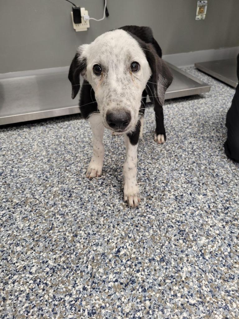 Enlarge Velma, a Adoptable mixed breed in Carthage, MO image 2/3