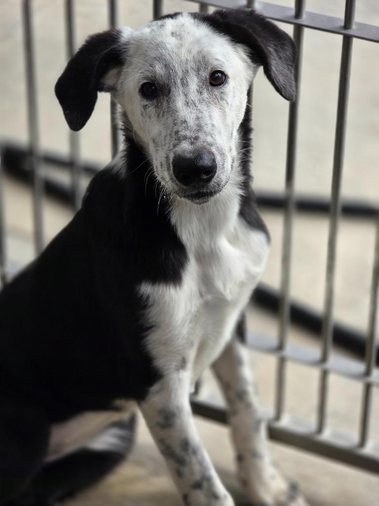 Enlarge Velma, a Adoptable mixed breed in Carthage, MO image 3/3