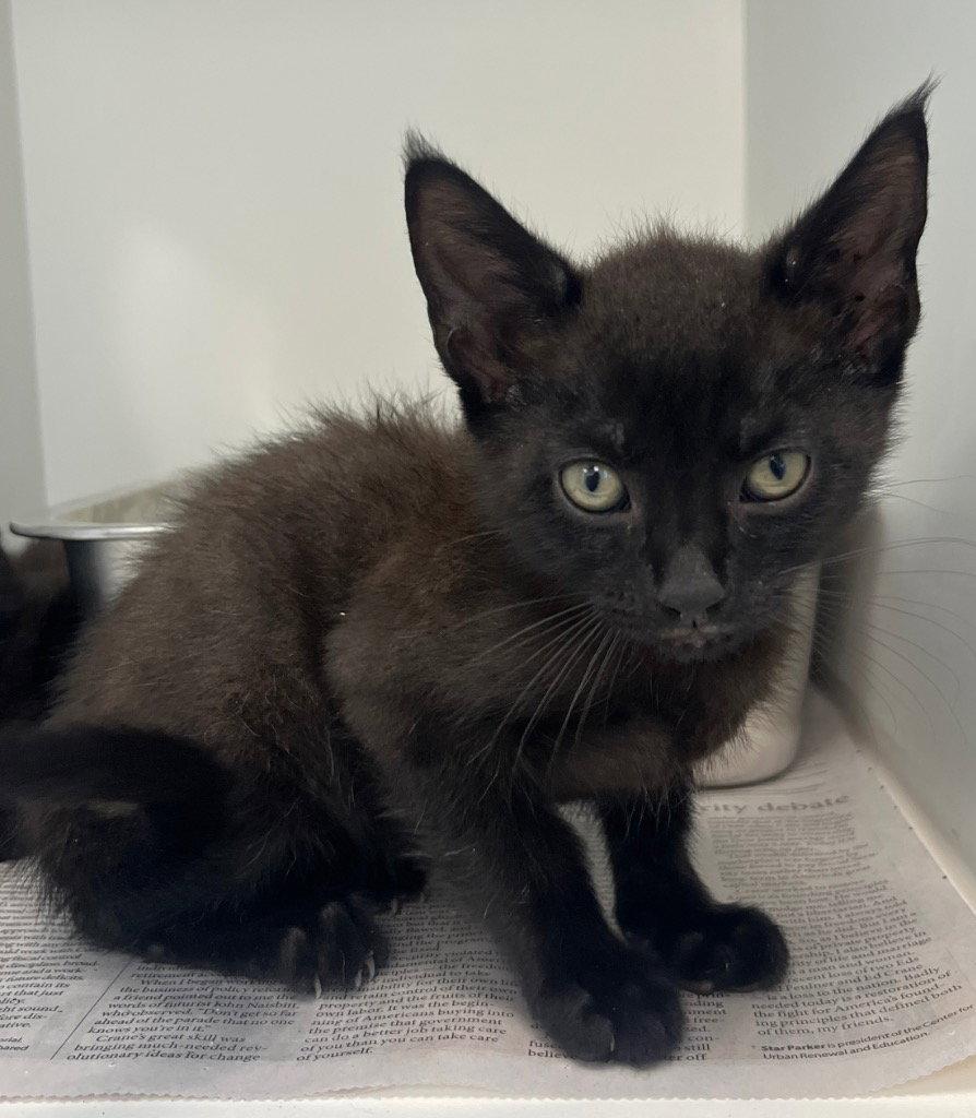 Enlarge 26-181 Dracula, a Adoptable Domestic Short Hair in Tarboro, NC image 1/1