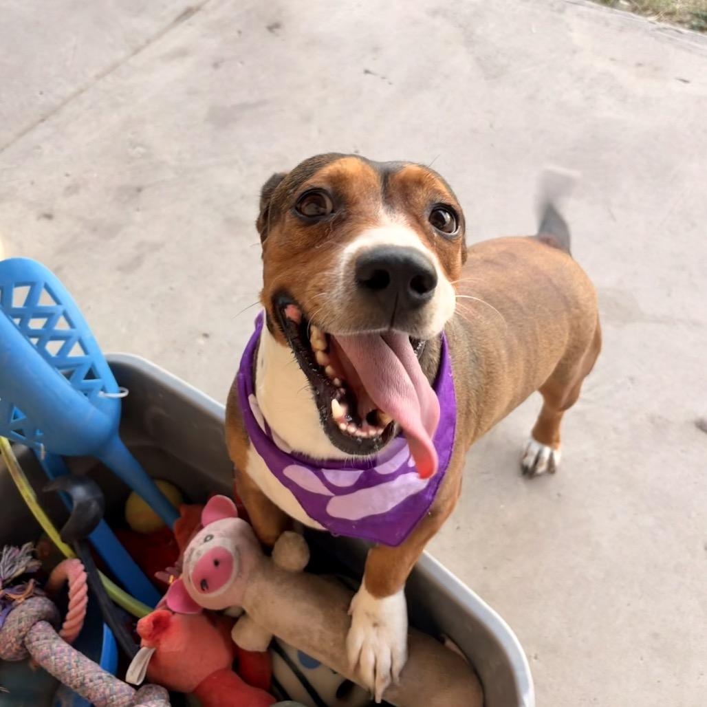 Betty, Adoptable, Adult Female Beagle.