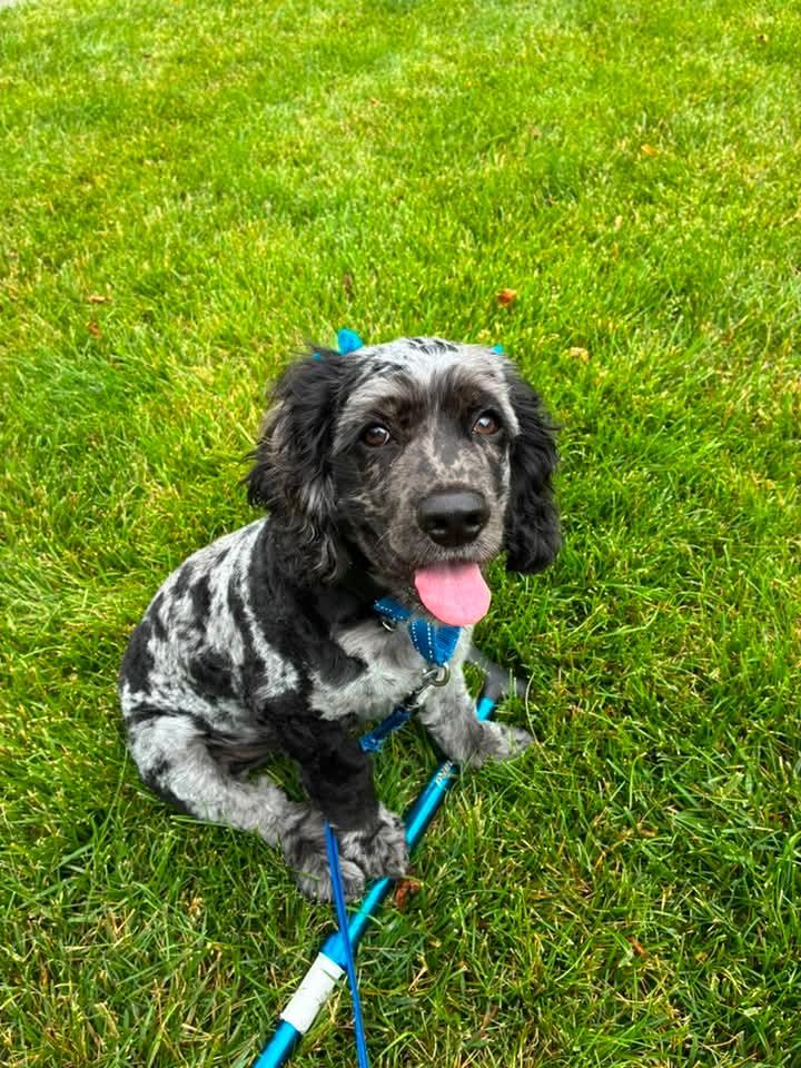 Charlie, an adopted Cocker Spaniel in Warsaw, IN image 1/2
