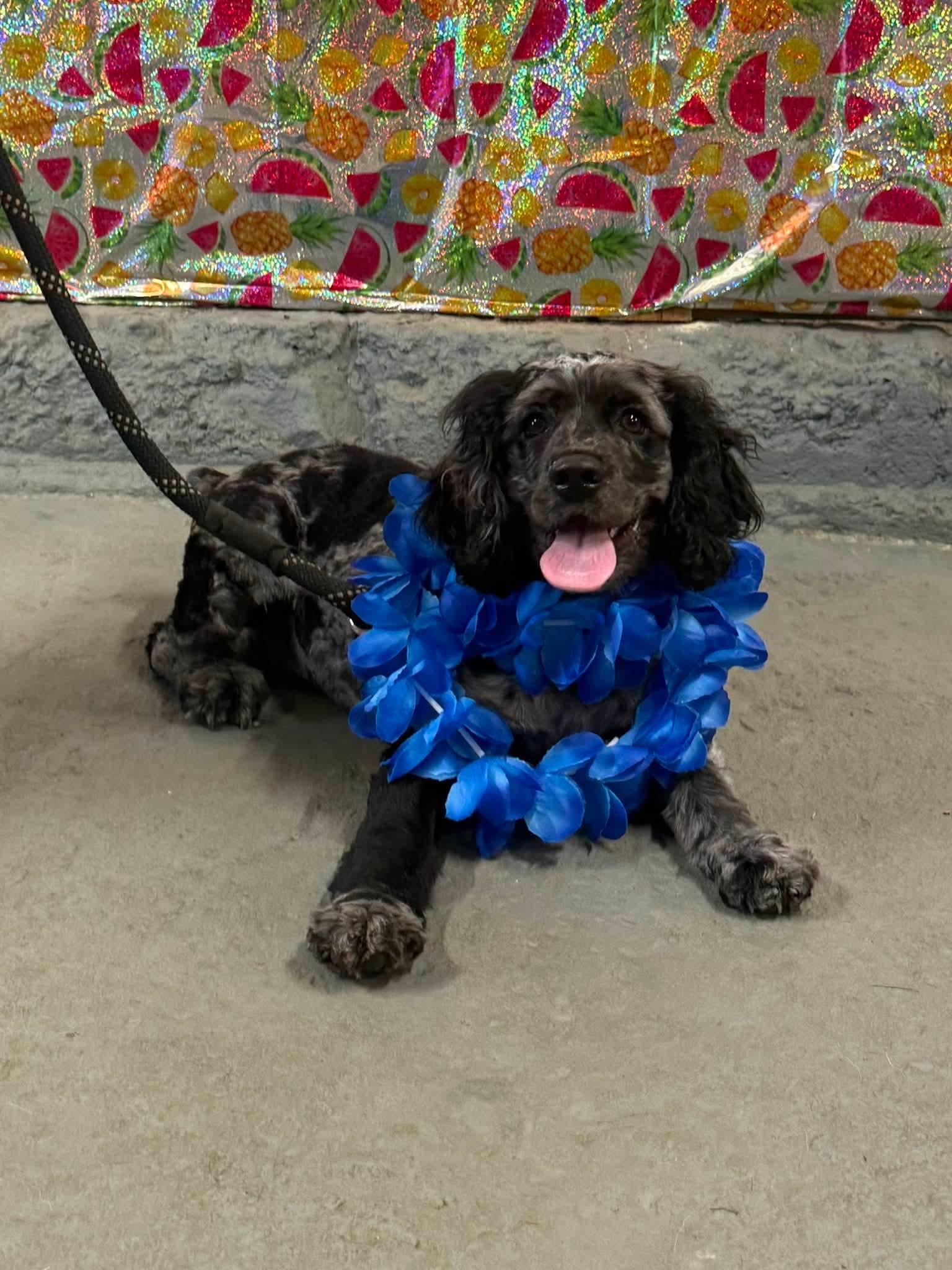 Charlie, an adopted Cocker Spaniel in Warsaw, IN image 2/2