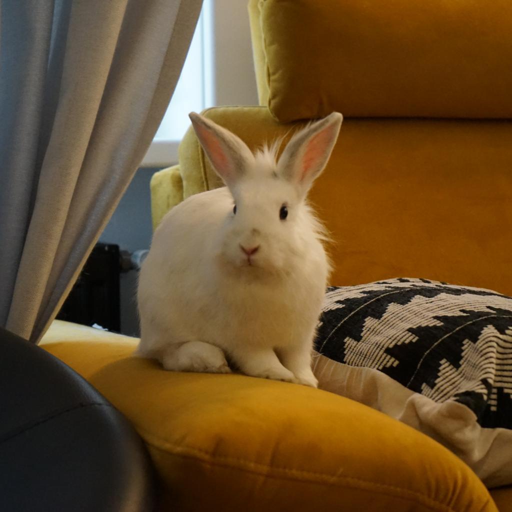 Slochi, Adoptable, Adult Female Lionhead.