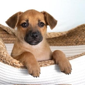 Enlarge Doris-small package, a Adoptable mixed breed in Hampton, , NH image 1/4