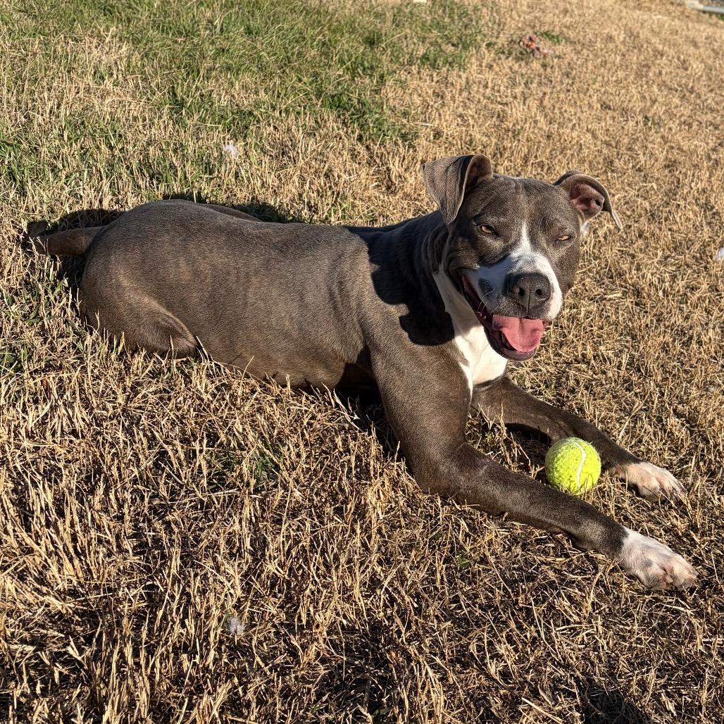 Enlarge Bahama, a Adoptable Pit Bull Terrier in Norman, OK image 2/6