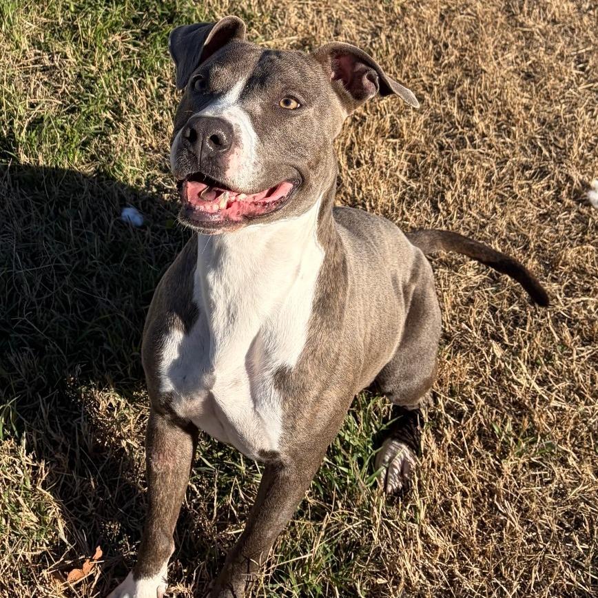 Enlarge Bahama, a Adoptable Pit Bull Terrier in Norman, OK image 3/6