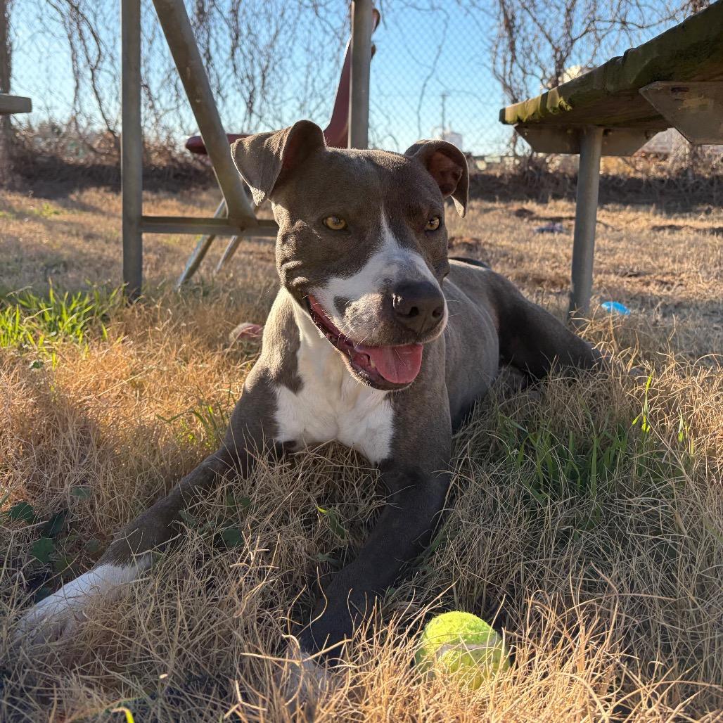 Enlarge Bahama, a Adoptable Pit Bull Terrier in Norman, OK image 4/6