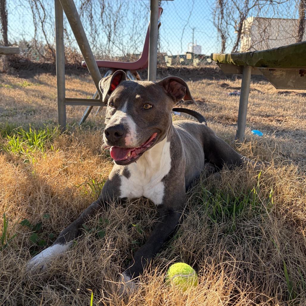 Enlarge Bahama, a Adoptable Pit Bull Terrier in Norman, OK image 5/6
