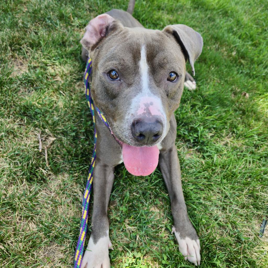 Chocolate Latte, Adoptable, Adult Male Mixed Breed.