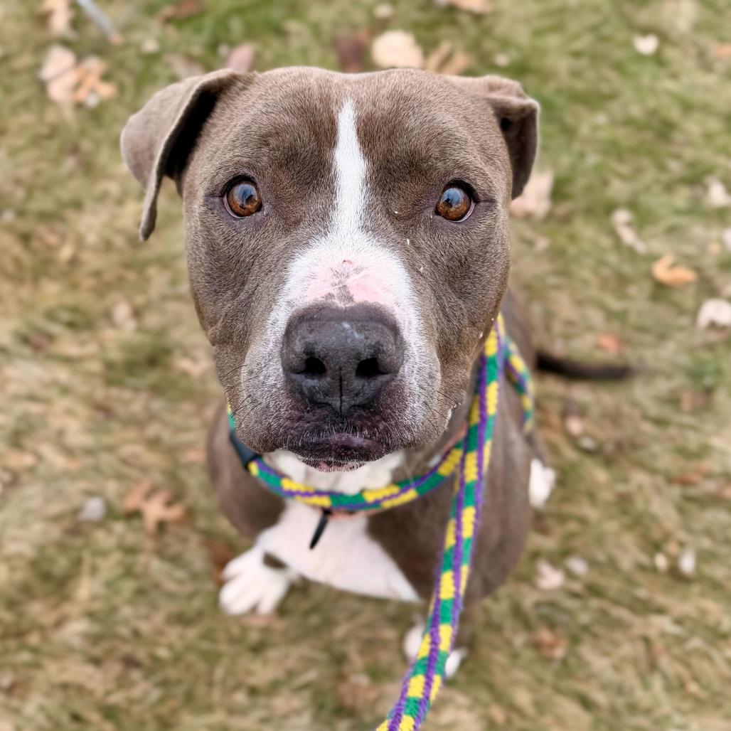 Enlarge Chocolate Latte, a Adoptable Mixed Breed in Davenport, IA image 2/6