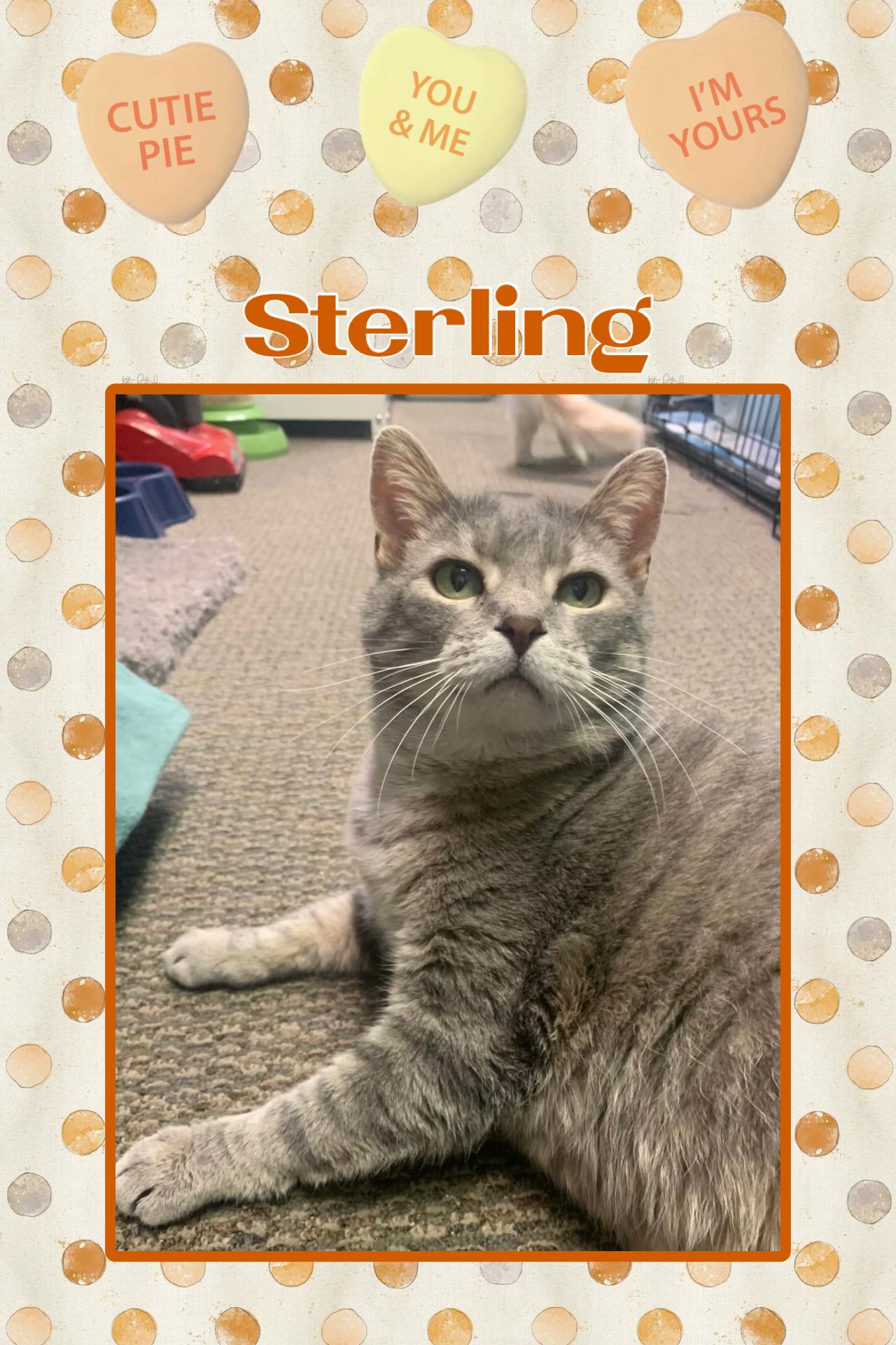 Sterling, Adoptable, Adult Female Domestic Short Hair.