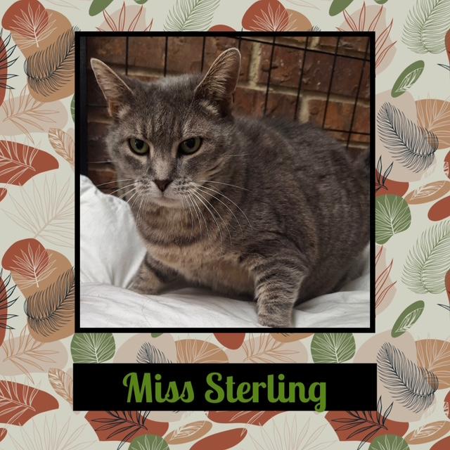Enlarge Sterling, a Adoptable Domestic Short Hair in Kearney, NE image 1/2