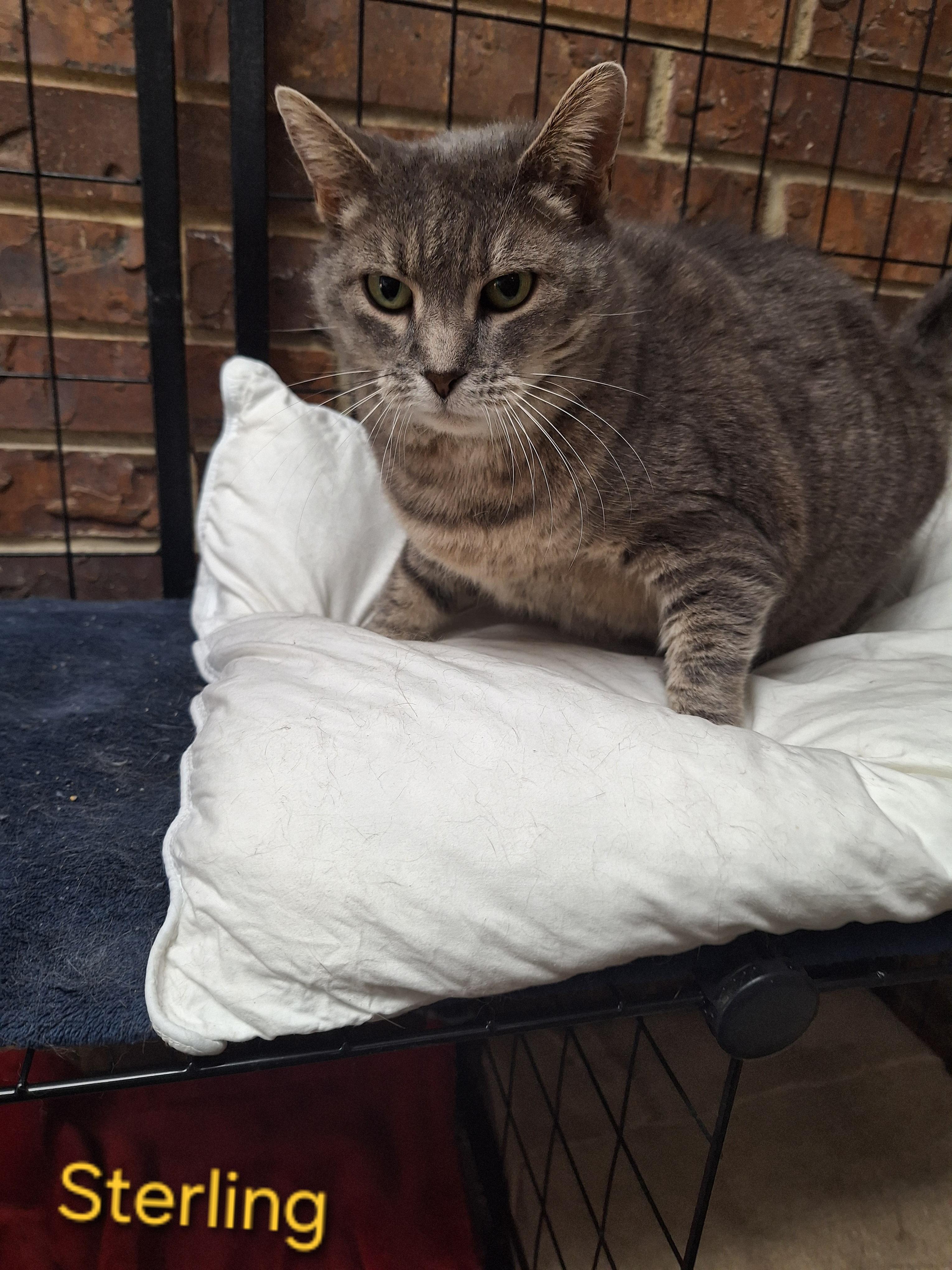 Enlarge Sterling, a Adoptable Domestic Short Hair in Kearney, NE image 2/2