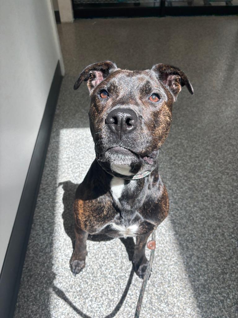 Tarzan, a Adoptable Hound in Findlay, OH image 3/5
