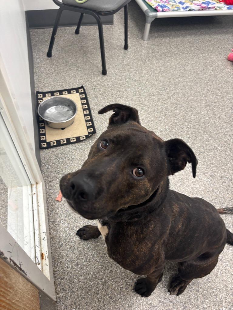 Tarzan, a Adoptable Hound in Findlay, OH image 4/5