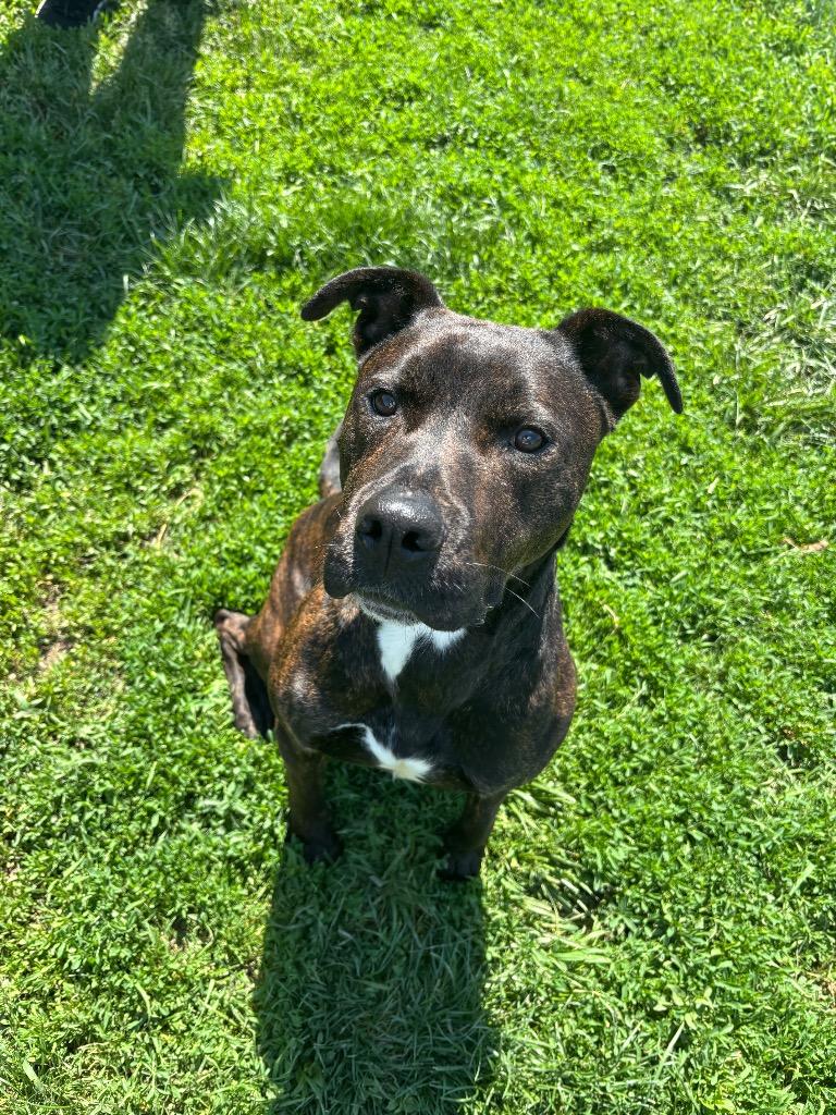 Tarzan, a Adoptable Hound in Findlay, OH image 5/5