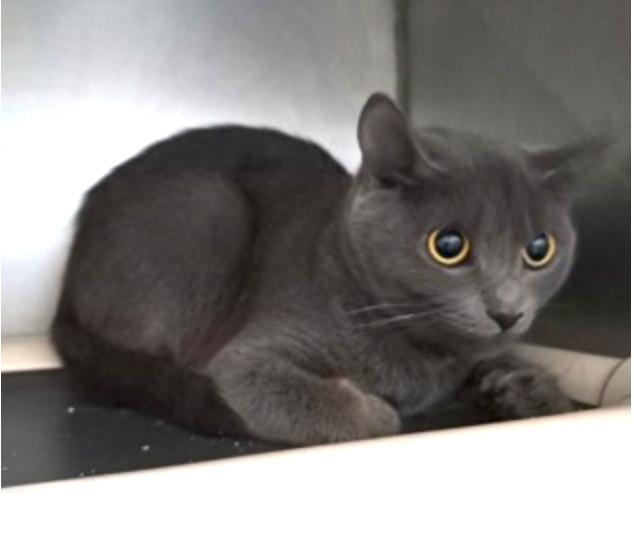 Zinfandel, Adoptable, Kitten Female Domestic Short Hair.