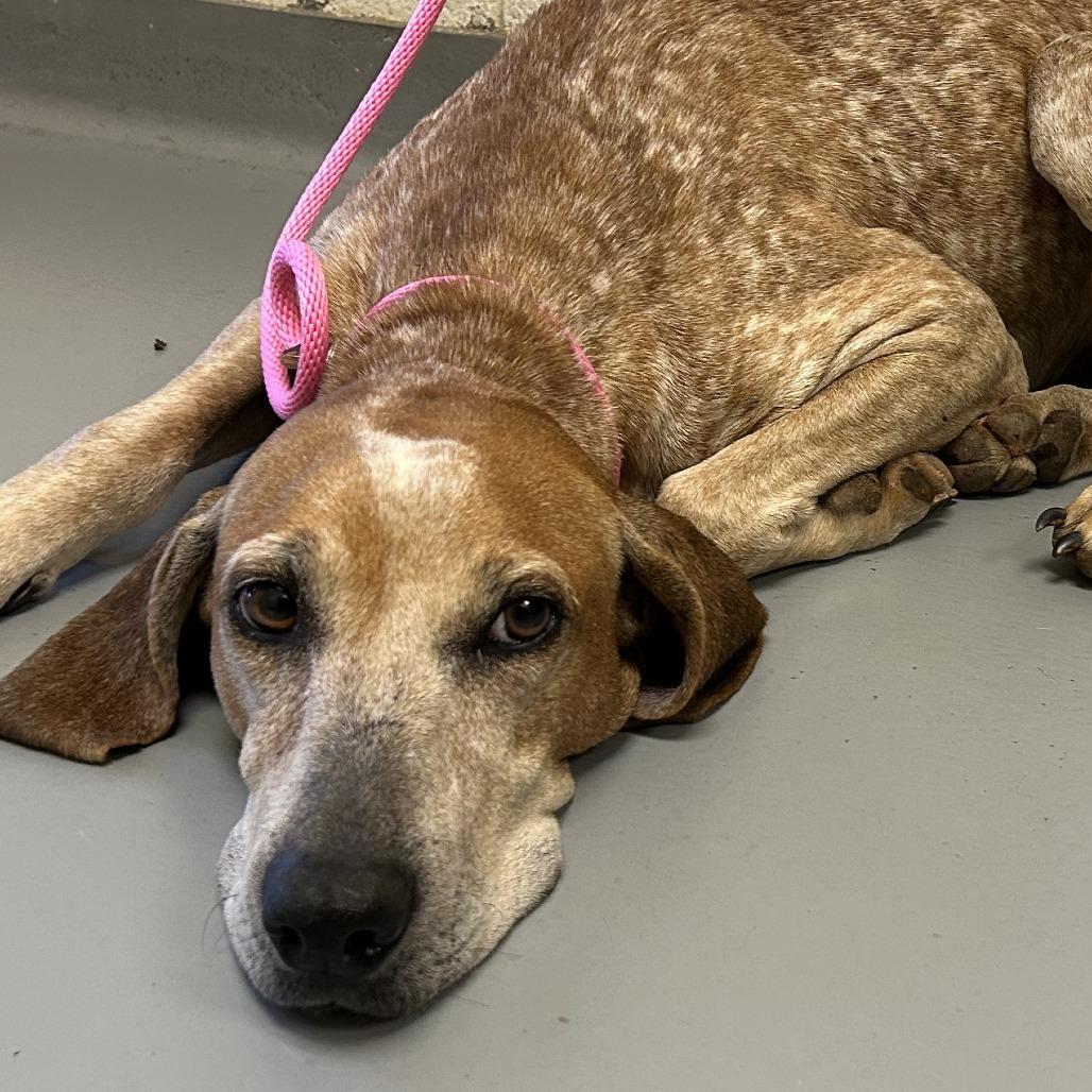 Peridot, Adoptable, Adult Female Mixed Breed.