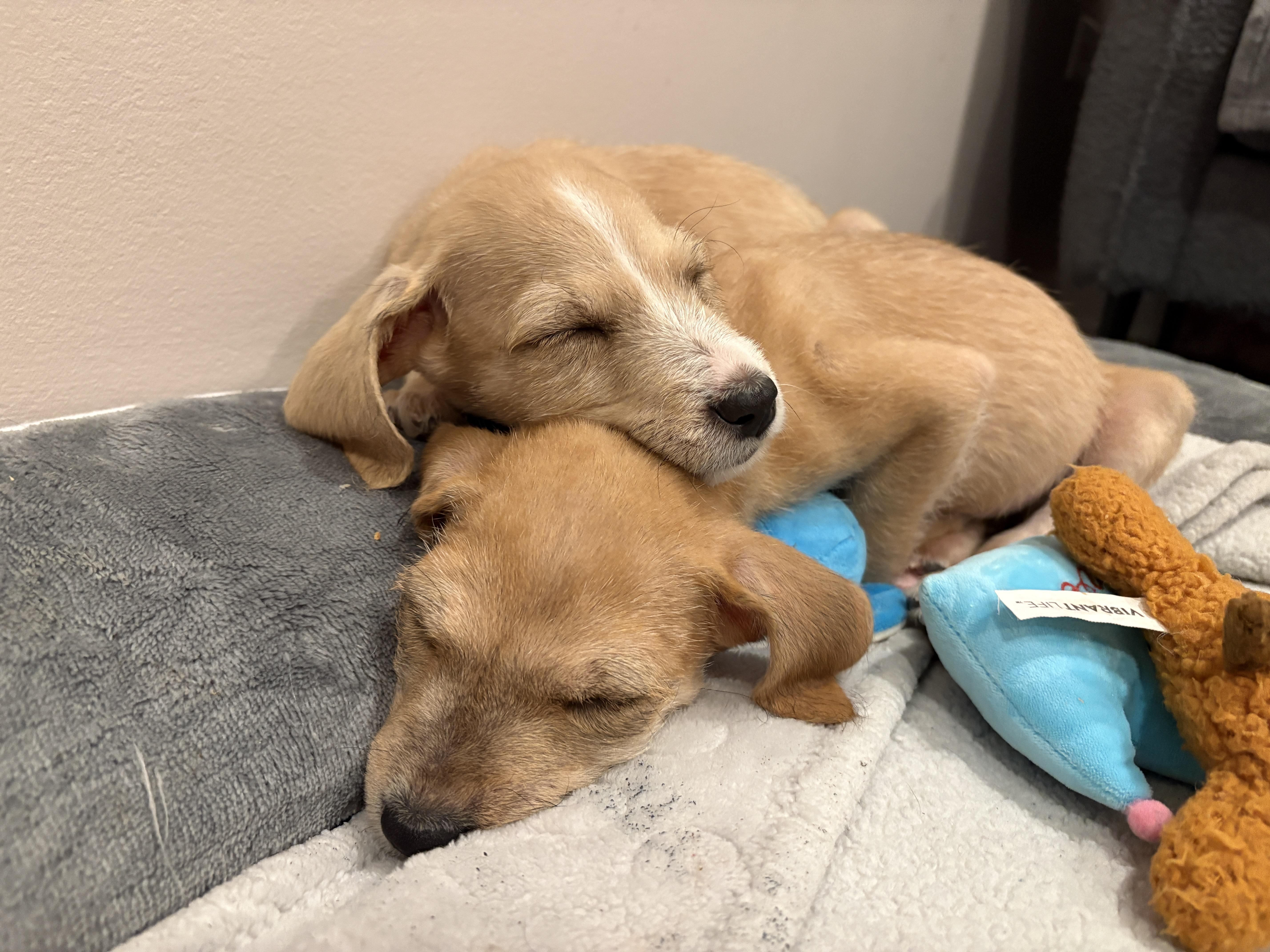 Enlarge Bo. ADOPTED, a Adoptable mixed breed in Union Grove, WI image 3/4