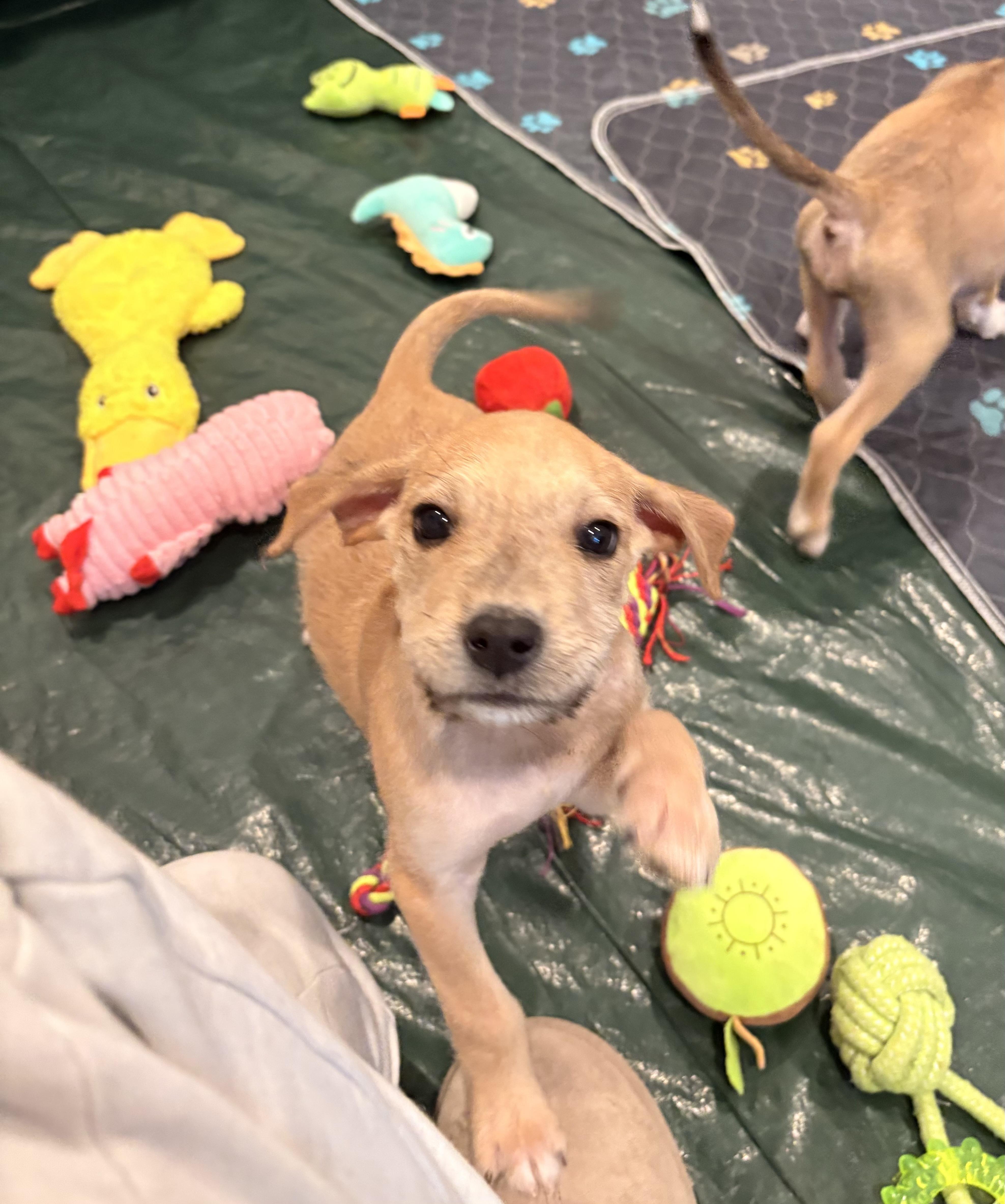 Enlarge Bo. ADOPTED, a Adoptable mixed breed in Union Grove, WI image 1/4