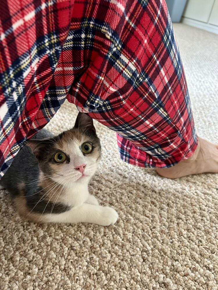 Marie, Adoptable, Kitten Female Domestic Short Hair & Calico.