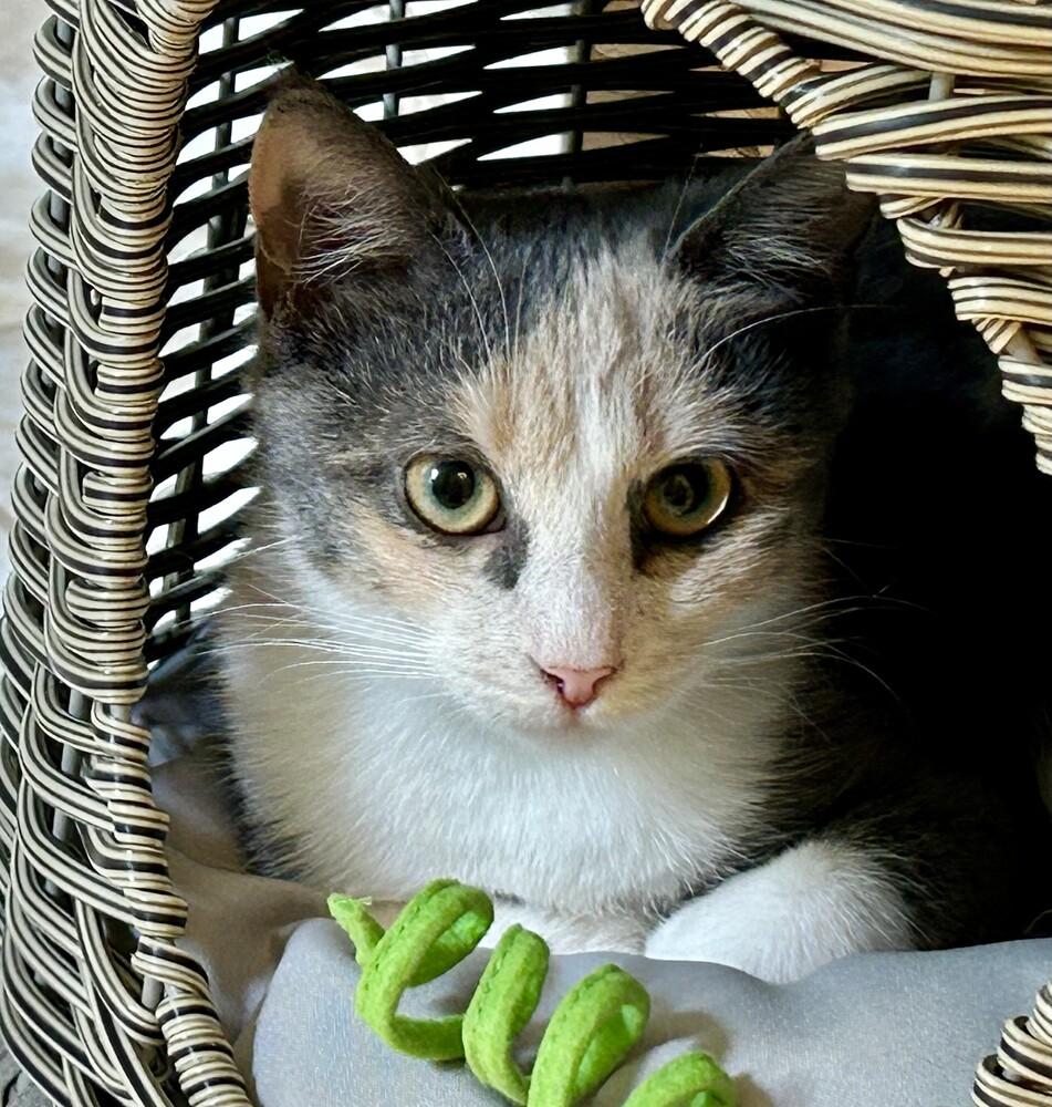 Enlarge Marie, a Adoptable mixed breed in Henrico, VA image 2/5