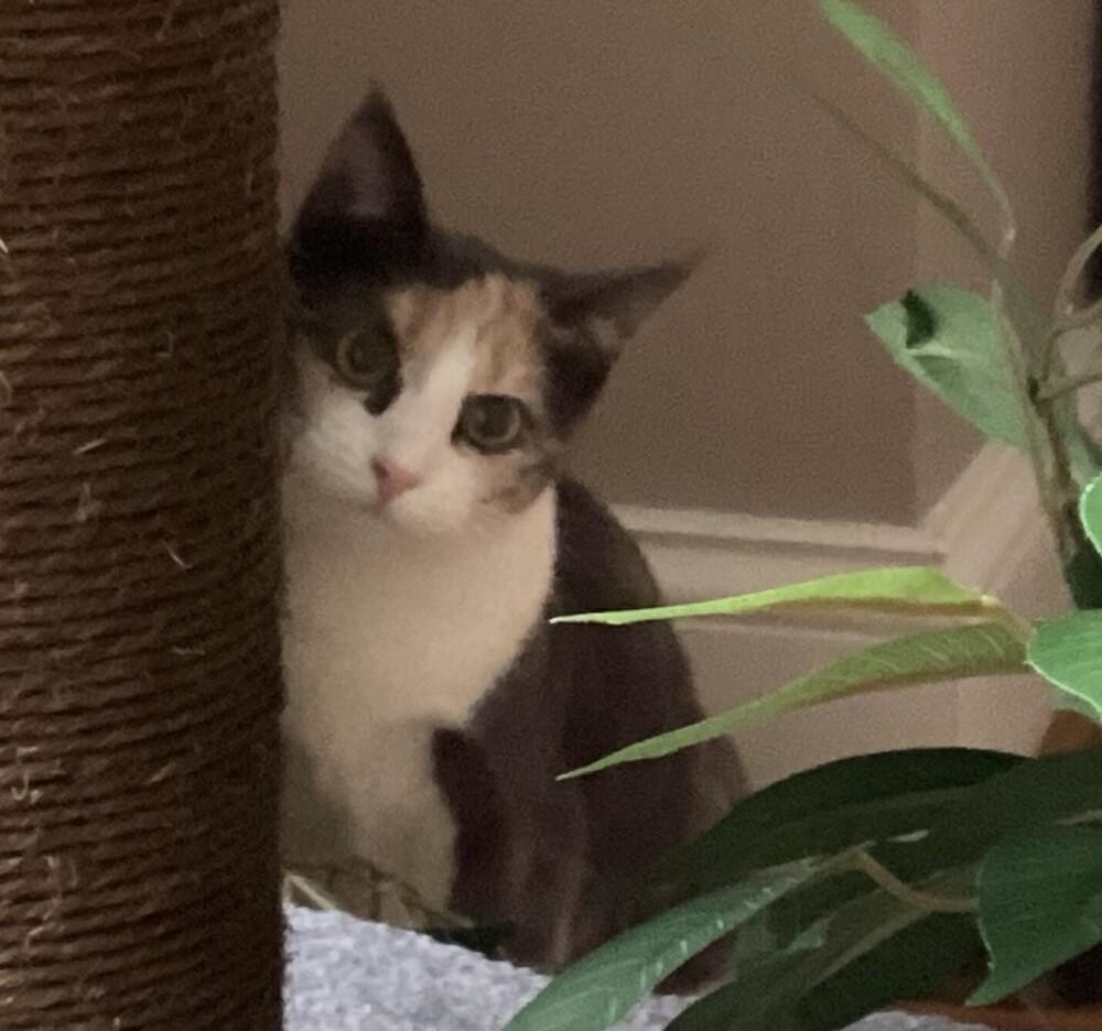 Enlarge Marie, a Adoptable mixed breed in Henrico, VA image 2/6