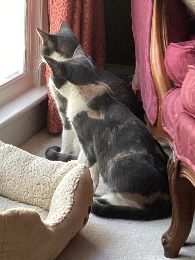 Enlarge Marie, a Adoptable mixed breed in Henrico, VA image 3/6