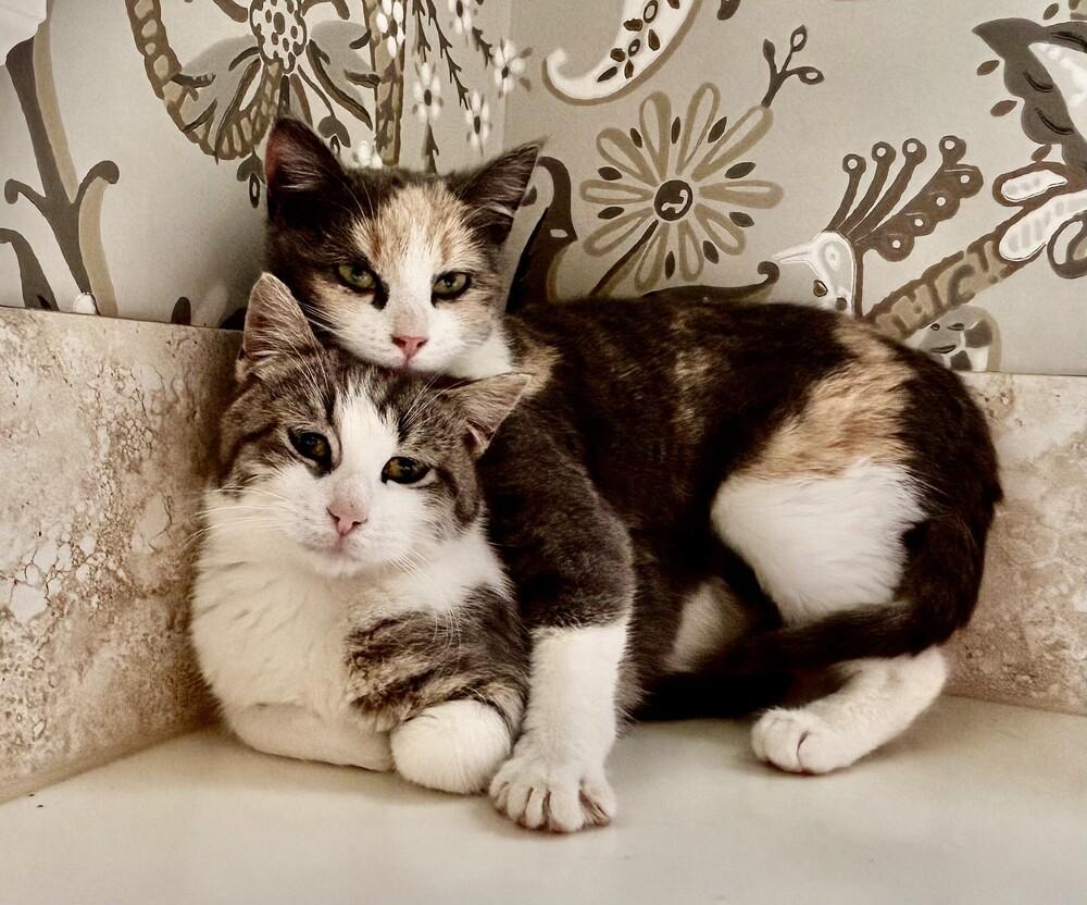 Enlarge Marie, a Adoptable mixed breed in Henrico, VA image 3/5