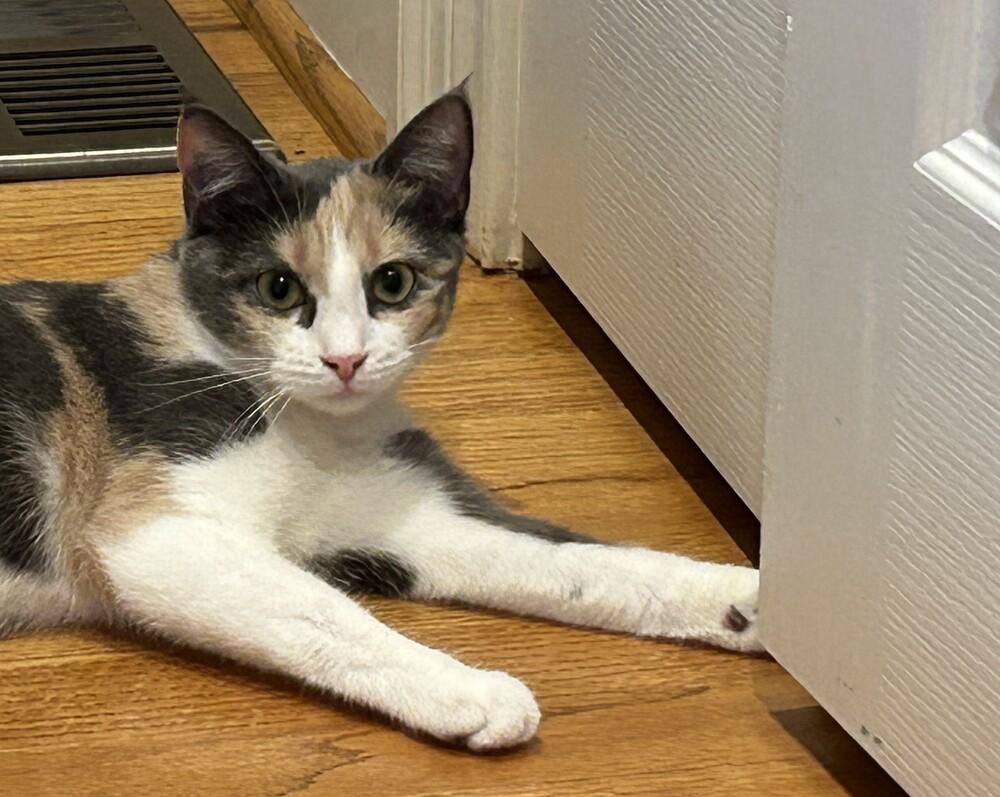 Enlarge Marie, a Adoptable mixed breed in Henrico, VA image 4/5