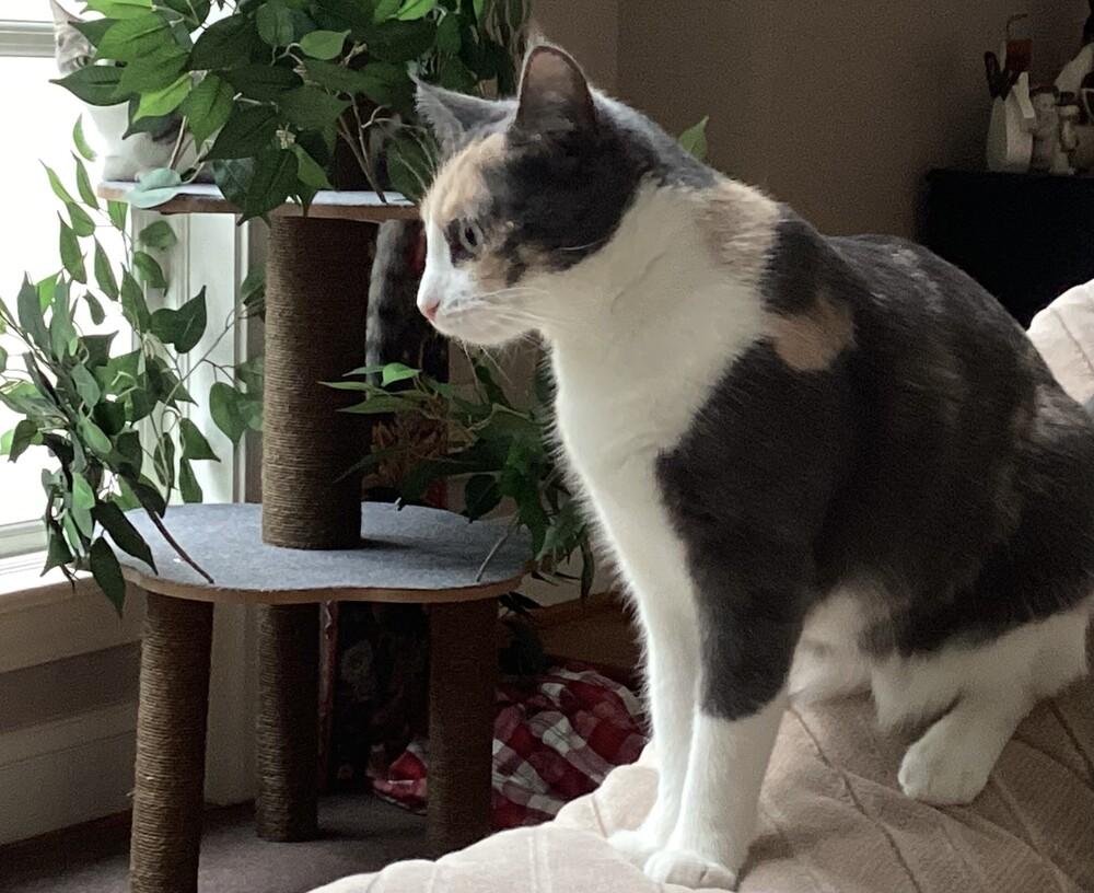 Enlarge Marie, a Adoptable mixed breed in Henrico, VA image 5/6