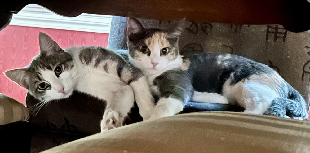 Enlarge Marie, a Adoptable mixed breed in Henrico, VA image 5/5