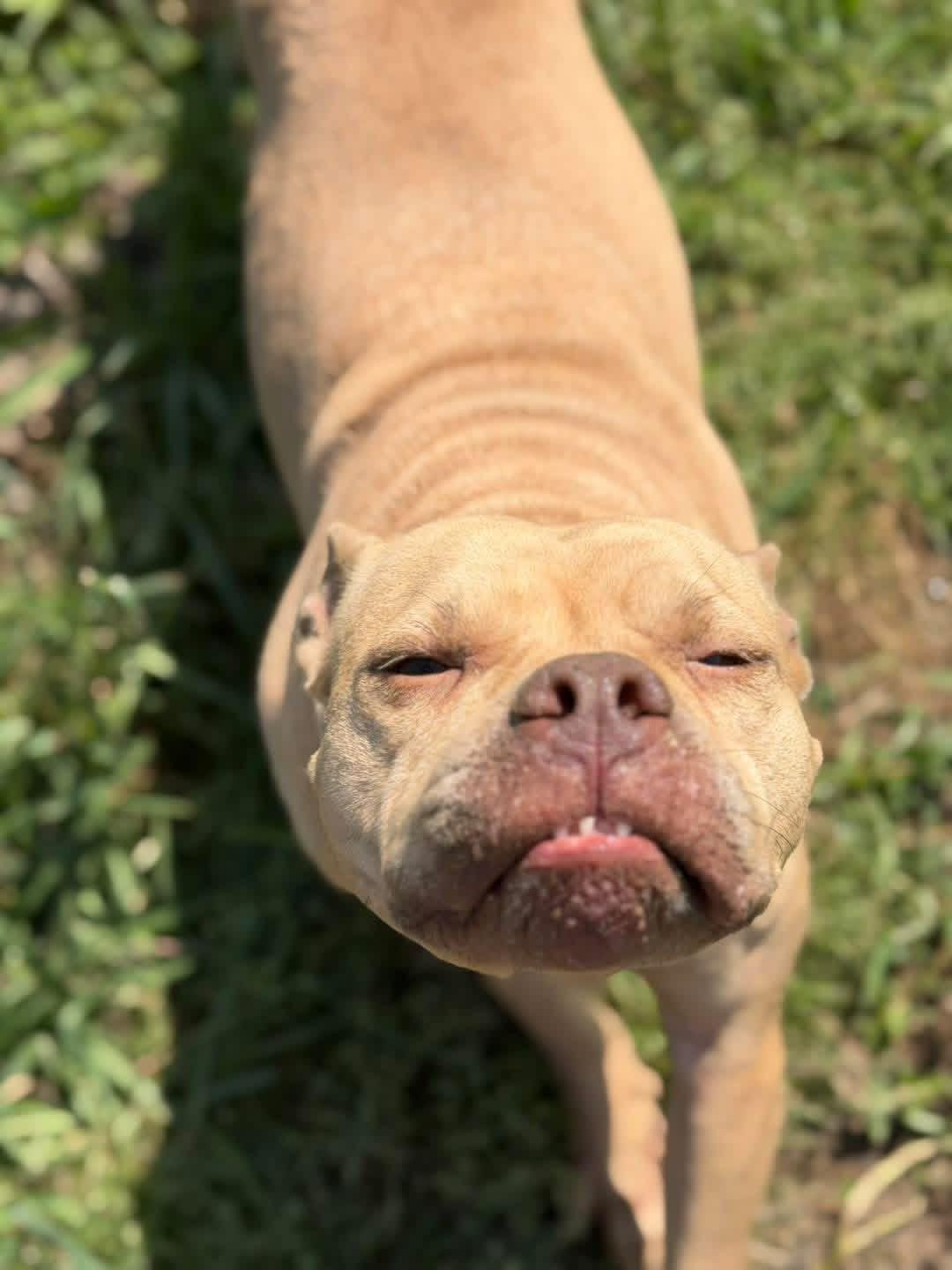 Lake, a ADOPTABLE Mixed Breed in New Roads, LA image 1/2
