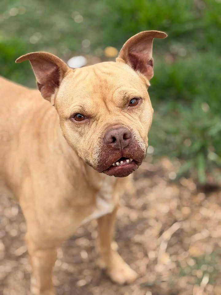 Lake, a ADOPTABLE Mixed Breed in New Roads, LA image 2/2