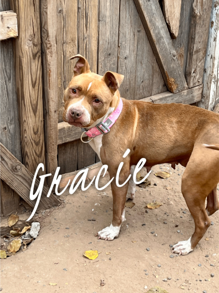 Grace, Adopted, Adult Female Pit Bull Terrier.