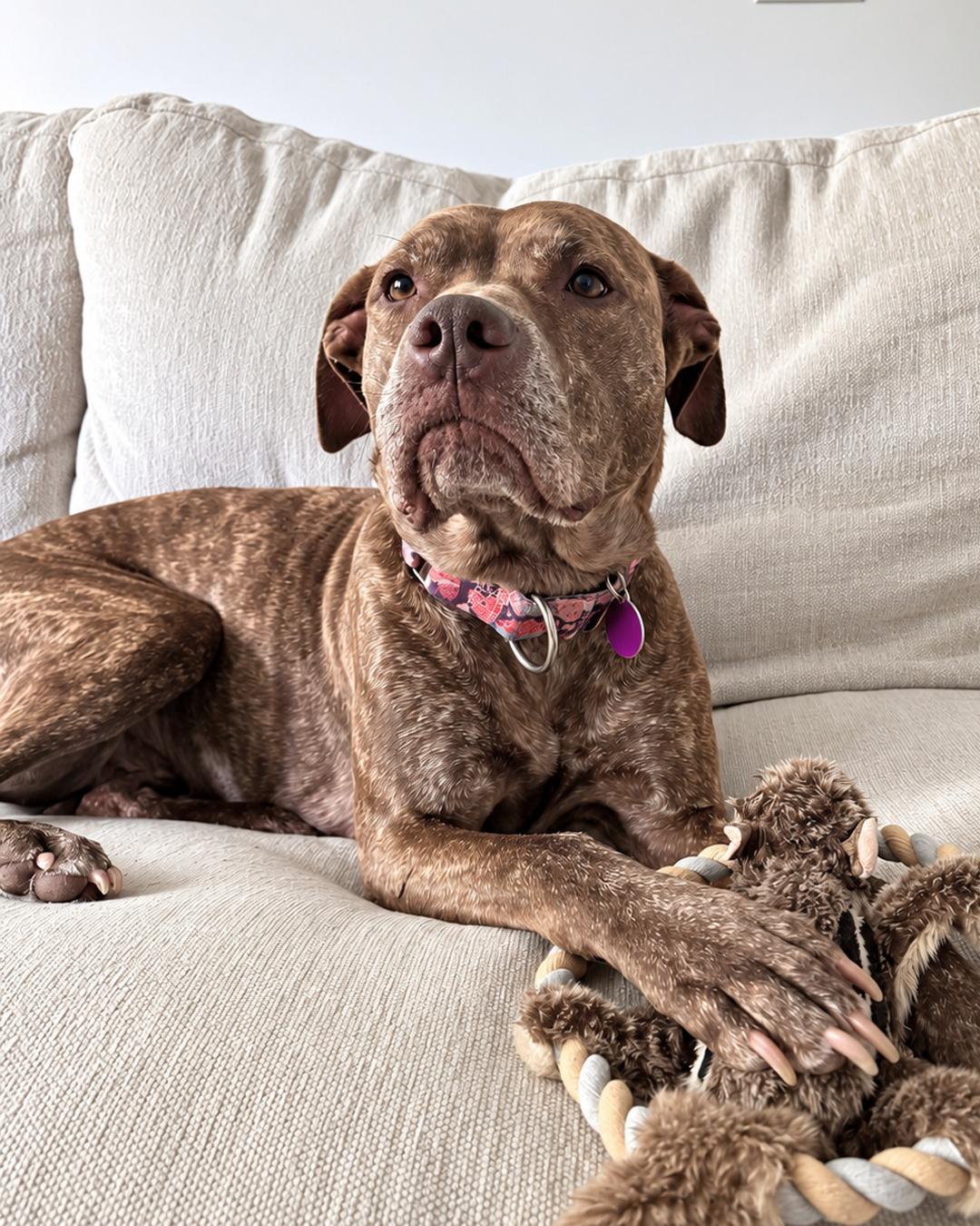 Enlarge Miss Foxy, a Adoptable mixed breed in Sudbury, MA image 3/3