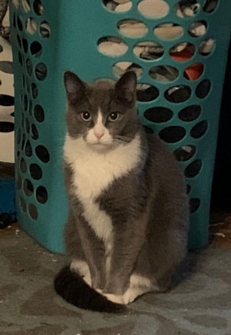 Enlarge Via, a Adoptable Domestic Short Hair in Allison Park, PA image 1/1