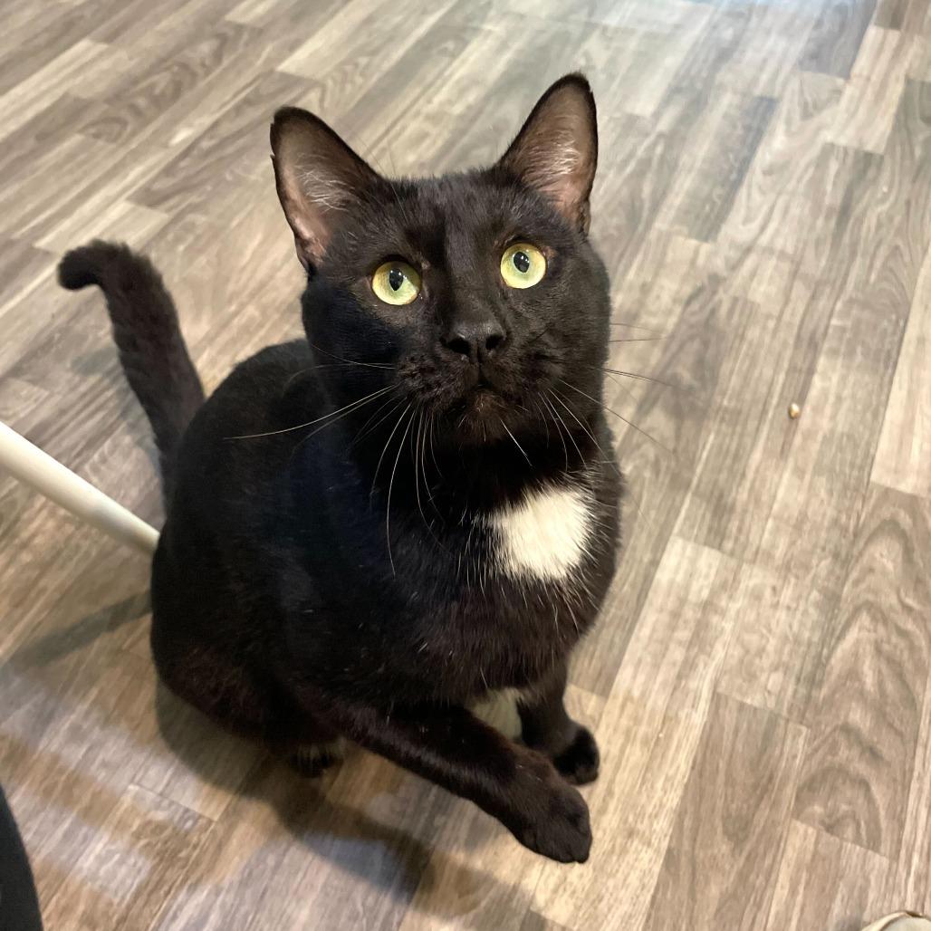 Peperoncino, Adoptable, Adult Male Domestic Short Hair.