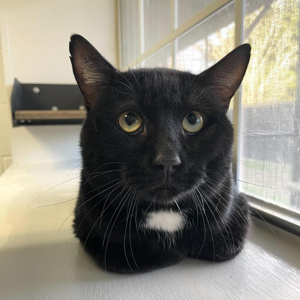 Enlarge Peperoncino, a Adoptable Domestic Short Hair in Carencro, LA image 2/6