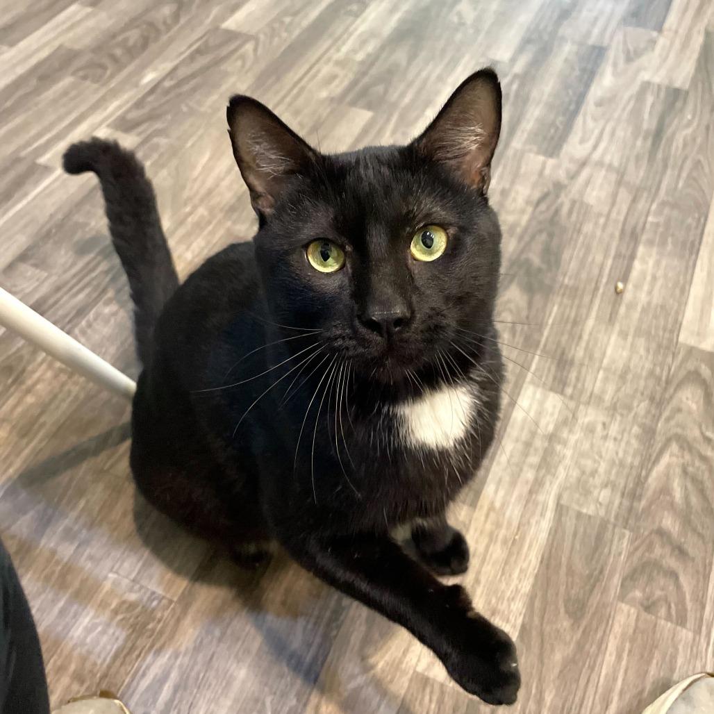 Enlarge Peperoncino, a Adoptable Domestic Short Hair in Carencro, LA image 3/6