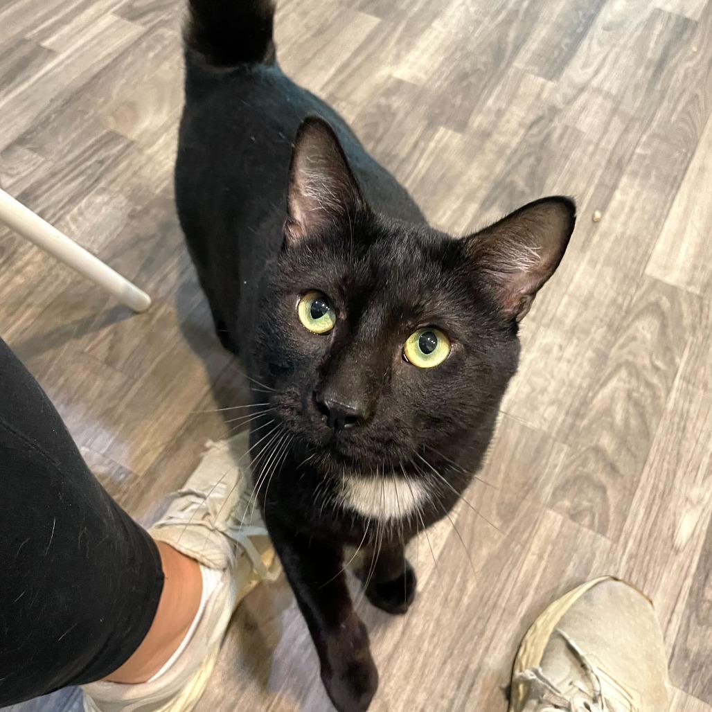 Enlarge Peperoncino, a Adoptable Domestic Short Hair in Carencro, LA image 4/6